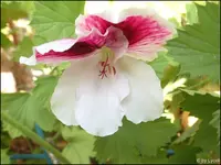 c039.webp