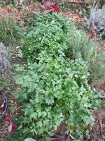 Petersilie  November2024.webp