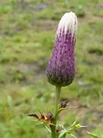 011.webp