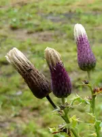 009.webp