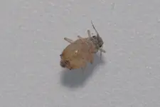 Blattlaus von Chionodoxa 20241102.webp