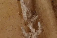 Insektenhüllen an IR 20241102a.webp