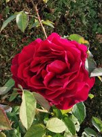 IMG_20241103_083835.jpg