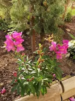 IMG_20241103_083933.webp