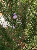 IMG_20241103_084031.jpg