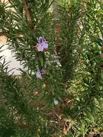 IMG_20241103_084031.webp
