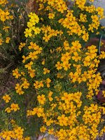 Tagetes.jpg