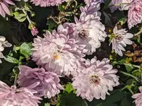 Winteraster.webp