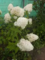 Hort.Limelight1.webp Hort.Limelight1.webp