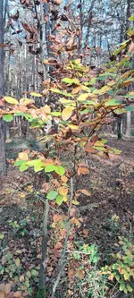 20241103_132432.webp