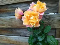 IMG_20241028_091425.webp