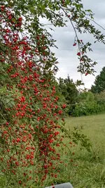 IMG_20170918_164557279_HDR.webp