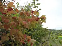 DSC01990.webp