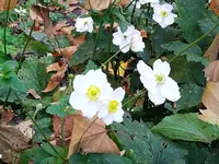 IMG_20241103_145458.webp