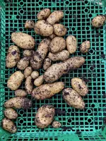 Kartoffeln*Moor Sieglinde*Sac-C*2024-11-06*01*910g.jpg