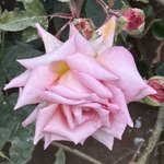 IMG_3150.jpeg