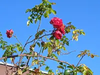 ,amadeus.webp