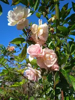 ,ghislaine de feligonde.webp