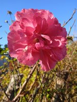 ,rosarium uetersen.jpg