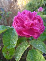 ,rose de resht.jpg