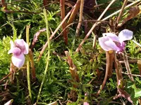 ,alpenveilchen.webp