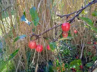 ,zierapfel.webp