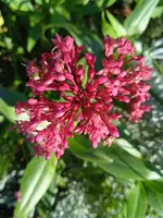 ,spornblume.webp