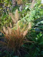 IMG_20241110_101724_1.webp