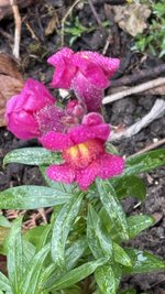 IMG_3154.jpeg