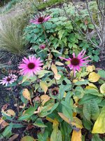IMG_20241110_143708.jpg