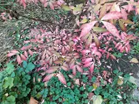 IMG_20241110_143345.webp