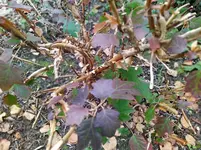 IMG_20241110_144109.webp