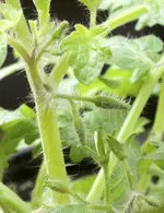 tomate.webp