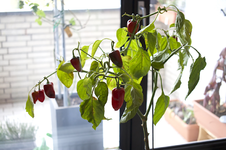 chili1.webp