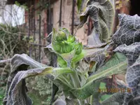Yacon .Blüte 12.11.2024.webp