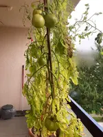 Tomate*Mangué*24-11-11*01.jpg
