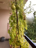 Tomate*Mangué*24-11-11*01.jpg