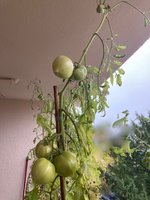 Tomate*Mangué*24-11-11*02.jpg