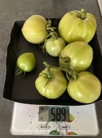 Tomate*Mangué*Ernte*24-11-13.jpg