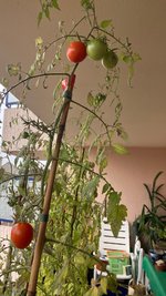 Tomate*Muchacha*24-11-11.jpg