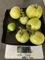 #Tomate*Mangué*Ernte*24-11-13.webp