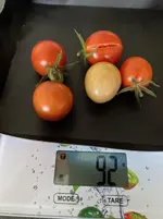 #Tomate*Muchacha*Ernte*24-11-13.webp