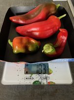 Paprika*Spitzpaprika 'Lipari' Ernte*2024-11-13.jpg