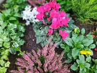IMG_20241110_144342.webp