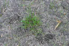 Grasbüschel R uHB 20201108.webp