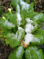 IMG_20241114_090442_1.webp IMG_20241114_090442_1.webp