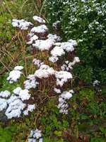 IMG_20241114_090542.webp IMG_20241114_090542.webp