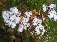 IMG_20241114_090742_1.webp IMG_20241114_090742_1.webp