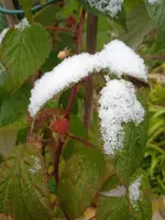 IMG_20241114_090848.webp IMG_20241114_090848.webp