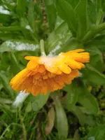 IMG_20241114_091030_1.webp IMG_20241114_091030_1.webp